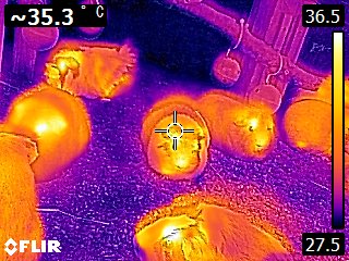 Guinea pigs (Thermal).jpg